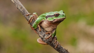 Tree Frog Perches on a Branch
