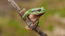 Tree Frog Perches on a Branch