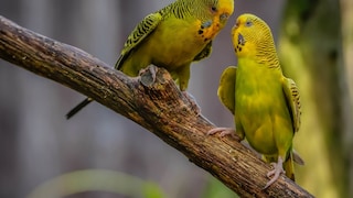 Two budgerigars on a branch