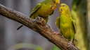Two budgerigars on a branch