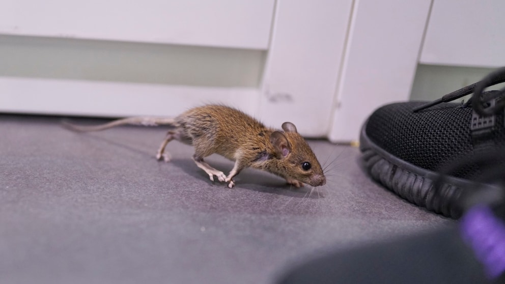 Field mouse runs into a house toward a person's shoes