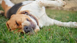 Close-up of a beagle lying on the grass