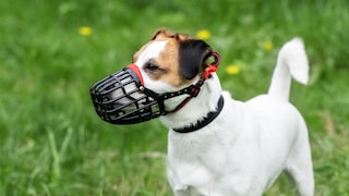 Jack Russell Terrier with a Muzzle