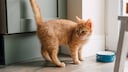 Orange Cat at the Food Bowl