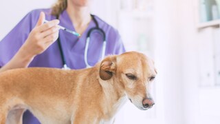 Dog Receives Vaccination at Veterinarian