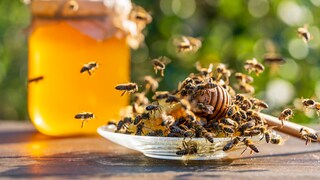 Honeybees Dive Into Open Honey