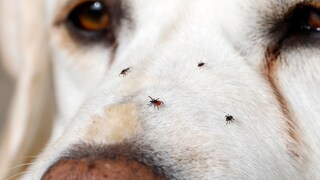 Labrador With Four Small Ticks on Its Snout