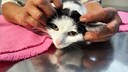 Craniosacral Therapy for a Cat