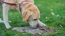 Labrador sniffs the ground