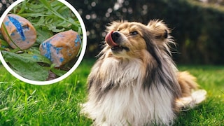 Poisonous bait is lurking almost everywhere these days. Dog trainer Katharina Marioth shares how you can protect your dog.
