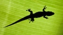 Lizard on a Green Leaf