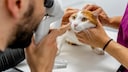 Eye Examination for a Cat