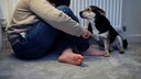 Sad Child Looked at by Dog