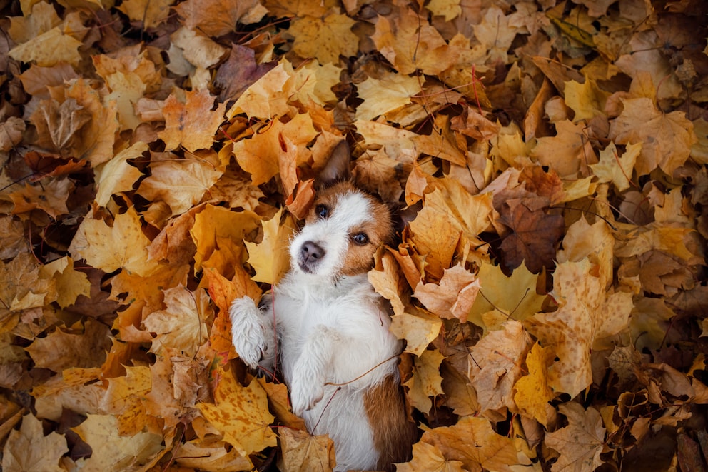 hund-im-laub-gettyimages-