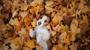 In the fall, chestnuts are scattered all over the ground—making it a bad idea to let your dog play with them.