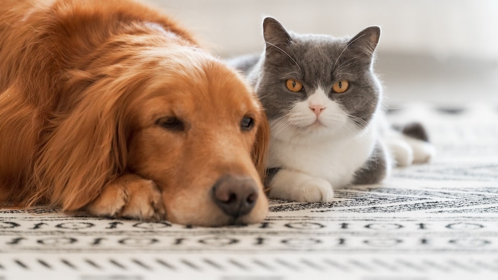A dog and a cat are lying together on a carpet.