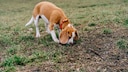 Dog Sniffs at a Meadow