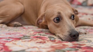 A brown dog lies down, looking startled to the right.