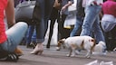 Dog in a Dog-Unfriendly City