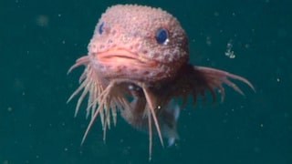 A deep-sea snailfish that looks like a Pokémon