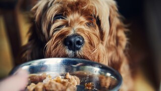 Dog looks into a bowl of wet food