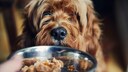 Dog looks into a bowl of wet food