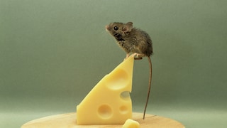 Mouse on Cheese