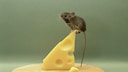 Mouse on Cheese