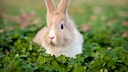 Rabbits in the Clover Field