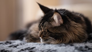 Maine Coon Cat Sleeps on Soft Blanket
