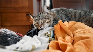 A cat lies down to sleep on its owner