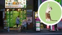 Pet Store in Japan Features Cats