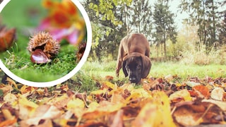 Dog Sniffs Through Leaves