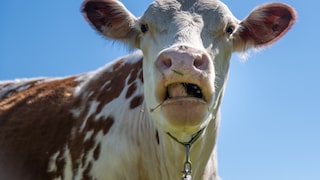 Cow That Is Currently Chewing Cud