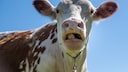 Cow That Is Currently Chewing Cud