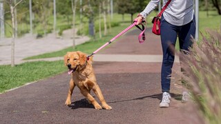 Unruly Dog Pulls on the Leash