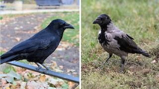 Carrion Crow (right), Hooded Crow (left)