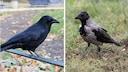 Carrion Crow (right), Hooded Crow (left)