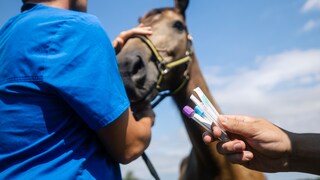 In the background, a horse with an animal caretaker. In the foreground, a hand holding symbolic syringes.