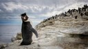 Macaroni Penguin Looks Into the Camera