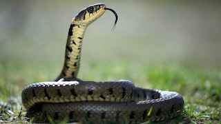 Grass Snake (Natrix natrix) with Protruding Tongue