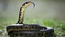 Grass Snake (Natrix natrix) with Protruding Tongue