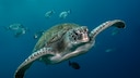 A green sea turtle swims through the ocean