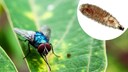 The New World screwworm fly (Cochliomyia hominivorax) is a type of blowfly whose larvae infest their host externally and feed on body tissue.