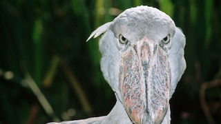 Shoebill