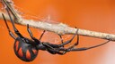 Black Widow in Her Web