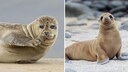 Collage of a Seal and a Sea Lion to Highlight the Difference