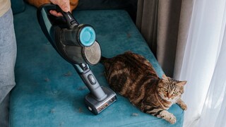 Cat Sits on Sofa Seat as Vacuum Cleaner Gets Too Close