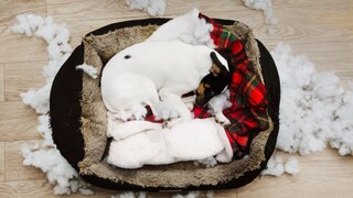 Dog in a dog basket, with torn stuffing beside it