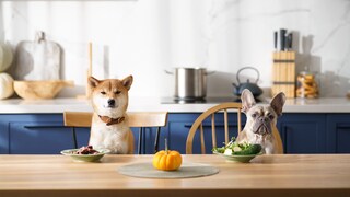 Two dogs sit at the table in front of a plate of meat and a plate of vegetables.